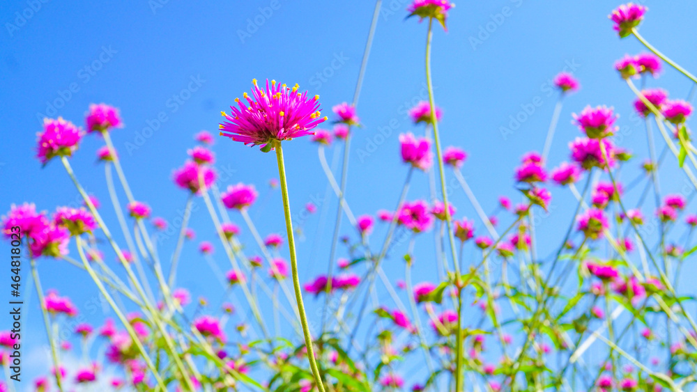 フラワーミュージアムで撮影した紫色の花 フラワーミュージアムで撮影した紫色の花