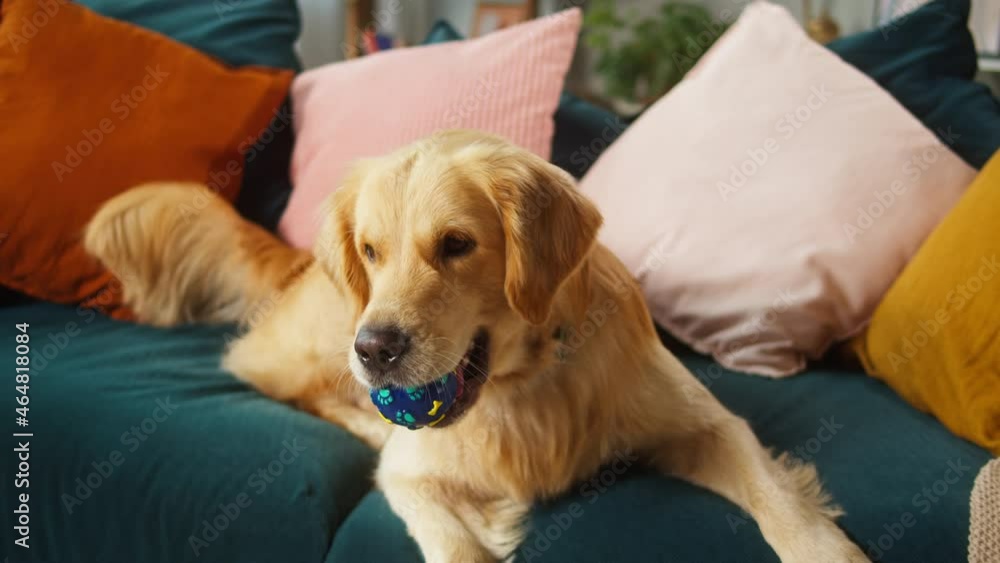 Golden retriever catching ball close-up. Dog lying on sofa in living room, looking in camera and posing. Happy domestic animal concept, best friends, puppy relaxing at home. Pet store and toys. Golden retriever catching ball close-up. Dog lying on sofa in living room, looking in camera and posing. Happy domestic animal concept, best friends, puppy relaxing at home. Pet store and toys.