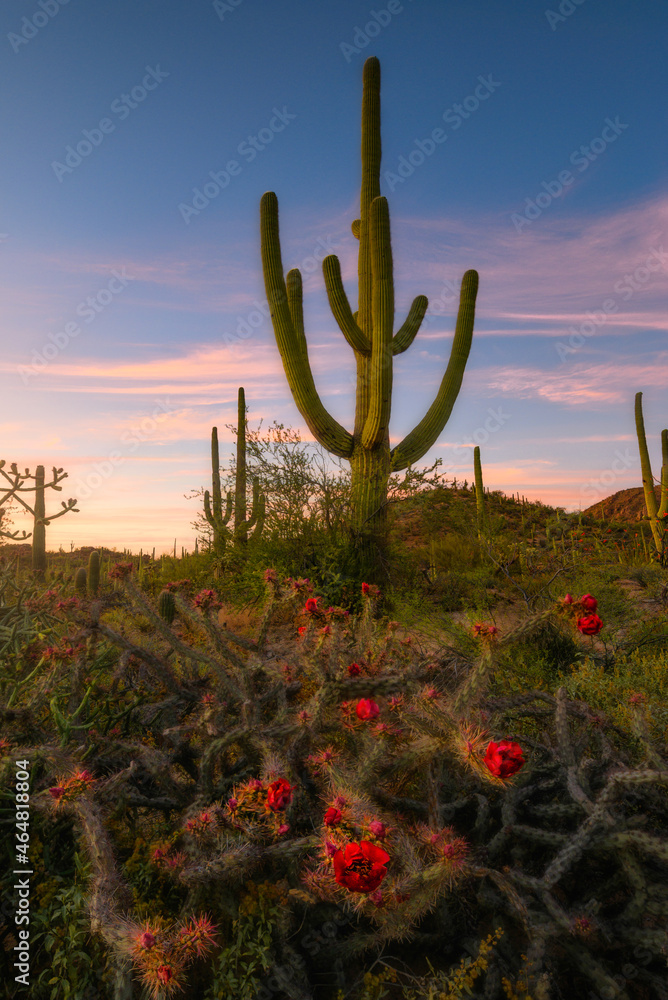 Beautiful red flowers of chollas cautus and big tall saguaro at sunset in desert, Saguaro National Park, Arizona