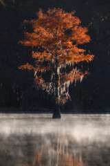 Wandcirkels Herfst Cipressen in herfstkleuren bij Caddo Lake  © wisanuboonrawd