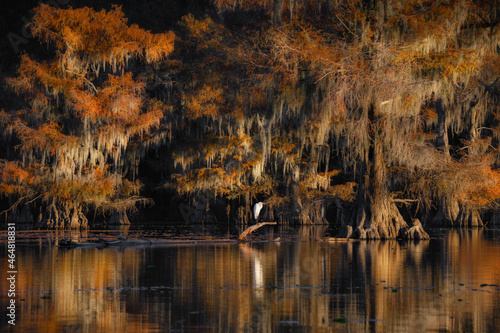 Beautiful bald cypress in autumn at Caddo Lake State Park, Texas. Bird standing on a branch. photo