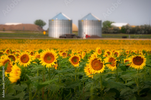 Sunflower agriculture field with background of silo in Wall, South Dakota