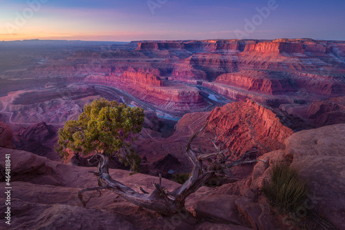 A twisted tree with background of Dead Horse Point overlook view and sunrise at Dead Horse State Park
