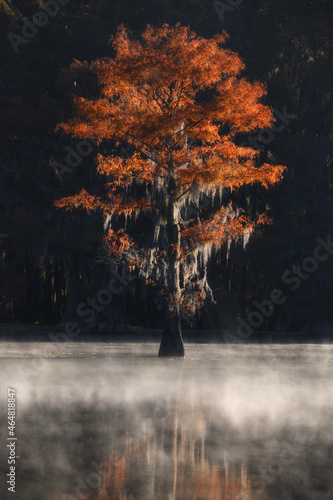 Herbstfärbung der Zypresse im Sumpf im Caddo Lake State Park, Texas