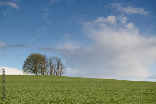 green field and blue sky