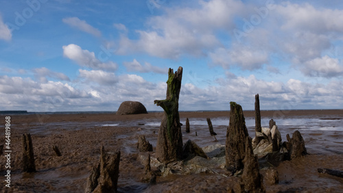 driftwood's on the sandy shore