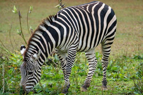 beautiful black and white zebra grazing in a field