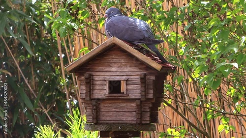 pigeon sitting on a birdhouse
