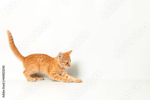 Cute red kitten on a white background. Playful and funny pet. Copy space.