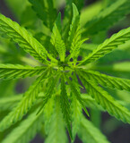 Green cannabis plant.