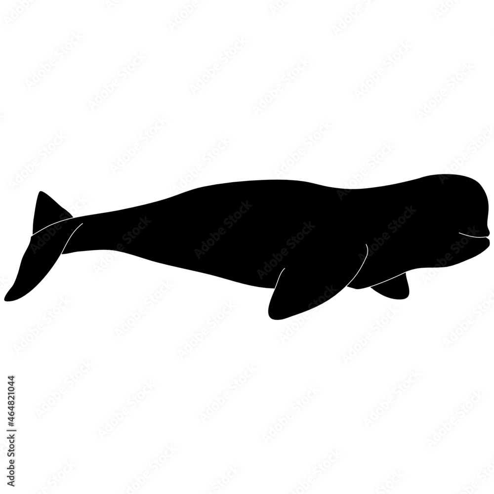 Isolated black silhouette vector graphic illustration of a beluga whale