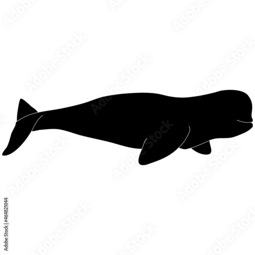 Fotografering Isolated black silhouette vector graphic illustration of a beluga whale