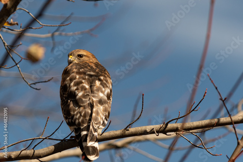 Selective of a hawk perched on a branch on a sunny morning photo