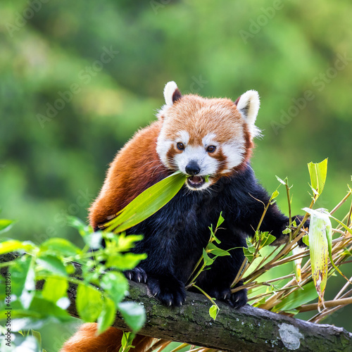 Red panda eating bamboo shoots. The red panda, or bear-cat, is an endangered species indigenous to China and Nepal. photo