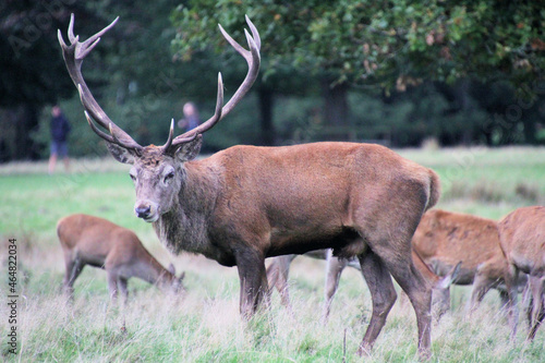 A close up of a Red Deer in the countryside