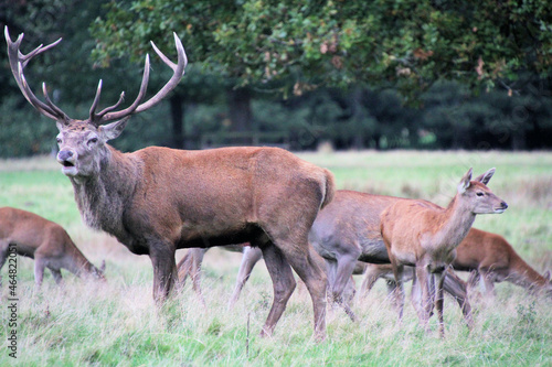 A close up of a Red Deer in the countryside