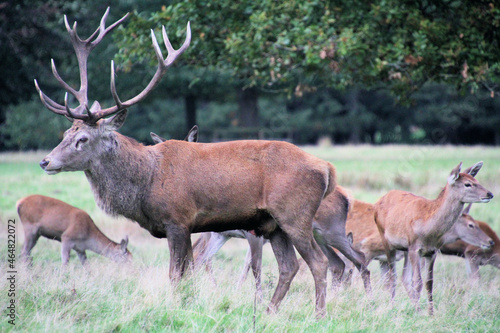 A close up of a Red Deer in the countryside