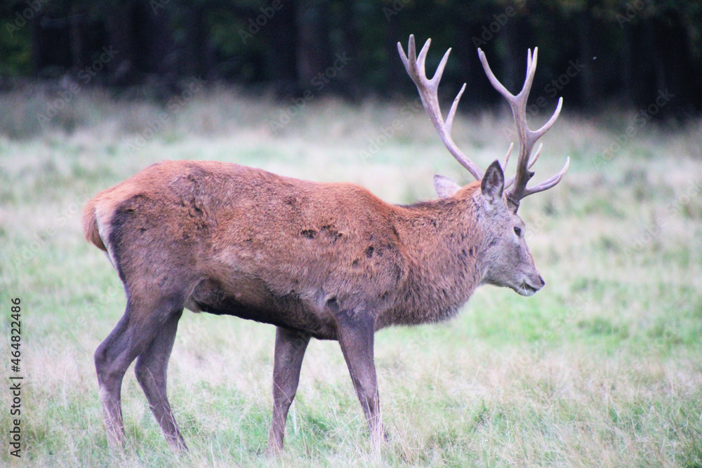 Fototapeta premium A view of a Red Deer in the Cheshire Countryside