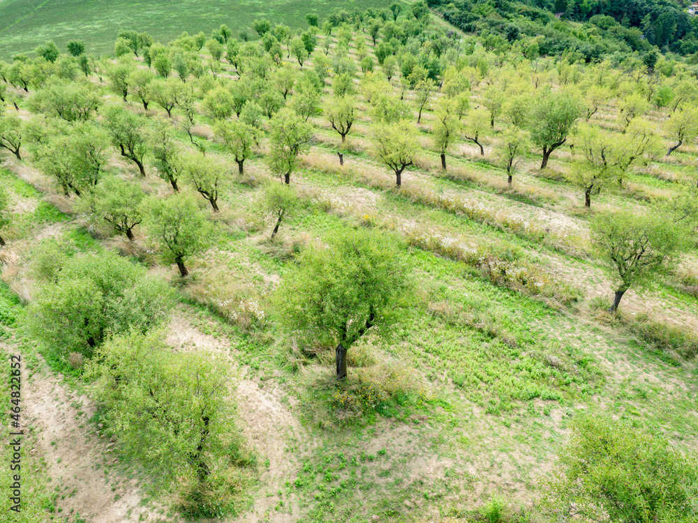 Almond trees in old orchard. Trees after harvest at end of summer Almond trees in old orchard. Trees after harvest at end of summer