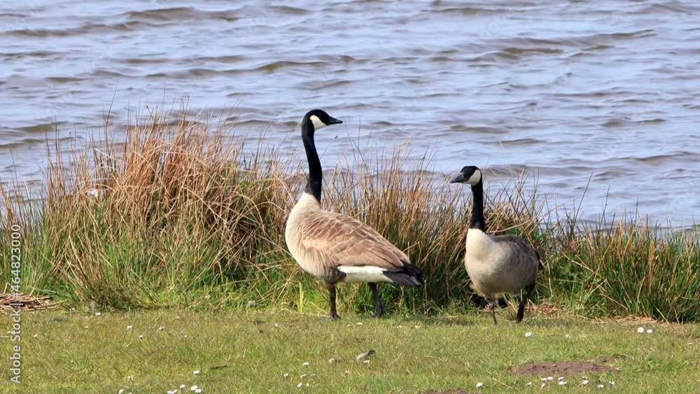 Canada Geese with her Chicks at a lake, Nature reserve
Canada Geese with her Chicks at a lake, Nature reserve