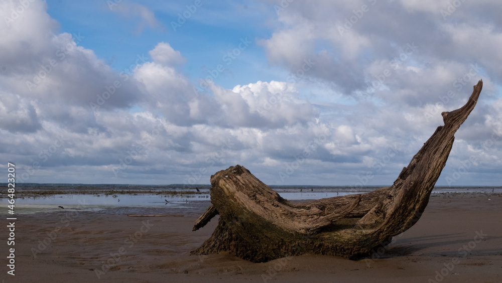 driftwood on the sandy shore