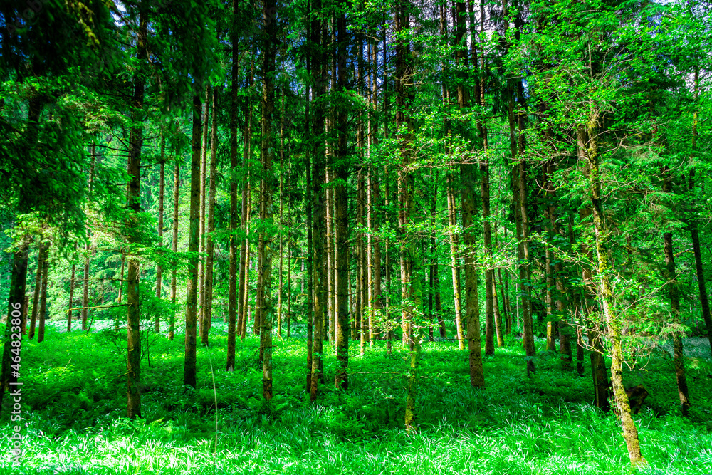 Obraz premium Hiking along Ilz Valley between Schneidermühle und Schrottenbaummühle