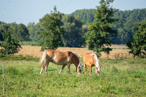 Pferde auf einer Weide © hopfi23