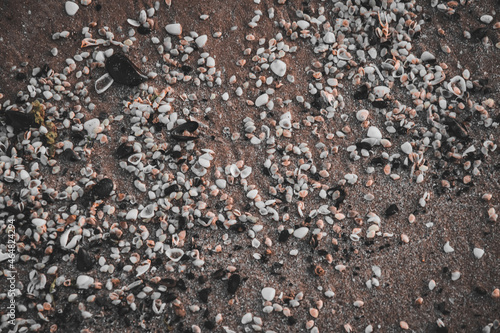 Muscheln liegen auf dem Sand am Strand