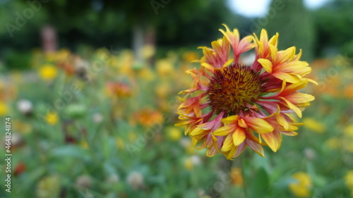 Canvas Print Closeup photo of Indian blanket flower with yellow and red petals at Sunder Nurs