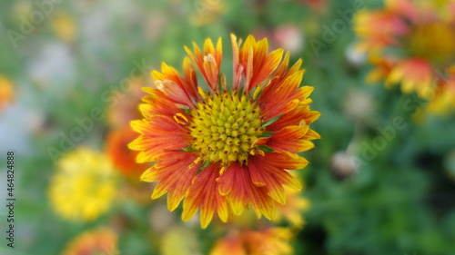 Closeup photo of Indian blanket flower with yellow and red petals at Sunder Nursery in Delhi