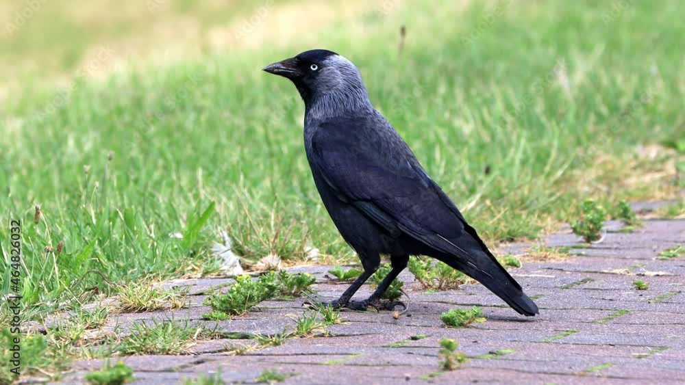 jackdaw, closeup bird western crow
jackdaw, closeup bird western crow