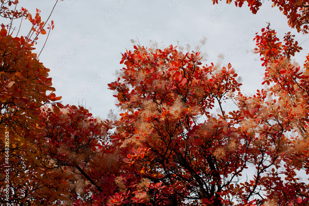 Golden autumn. nature. autumn leaves on trees. park Golden autumn. nature. autumn leaves on trees. park