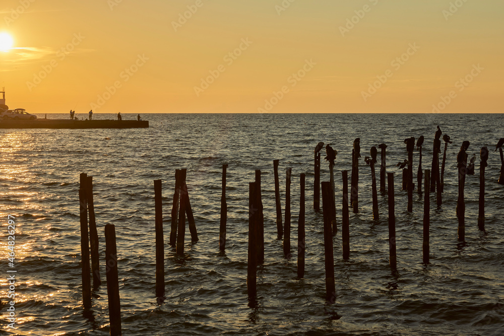  A colony of cormorants resting on poles in the sea. In the background is a pier with the contours of fishermen. Evening. The setting sun. Selective focus.
