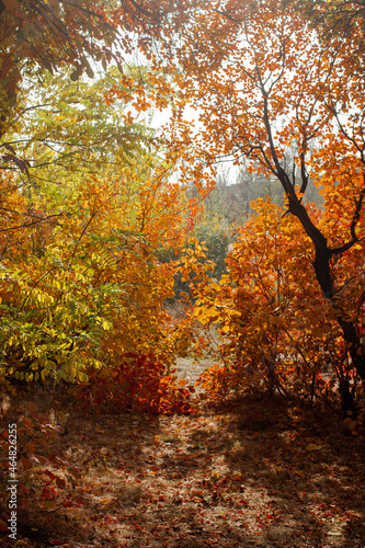 Golden autumn. nature. autumn leaves on trees. park