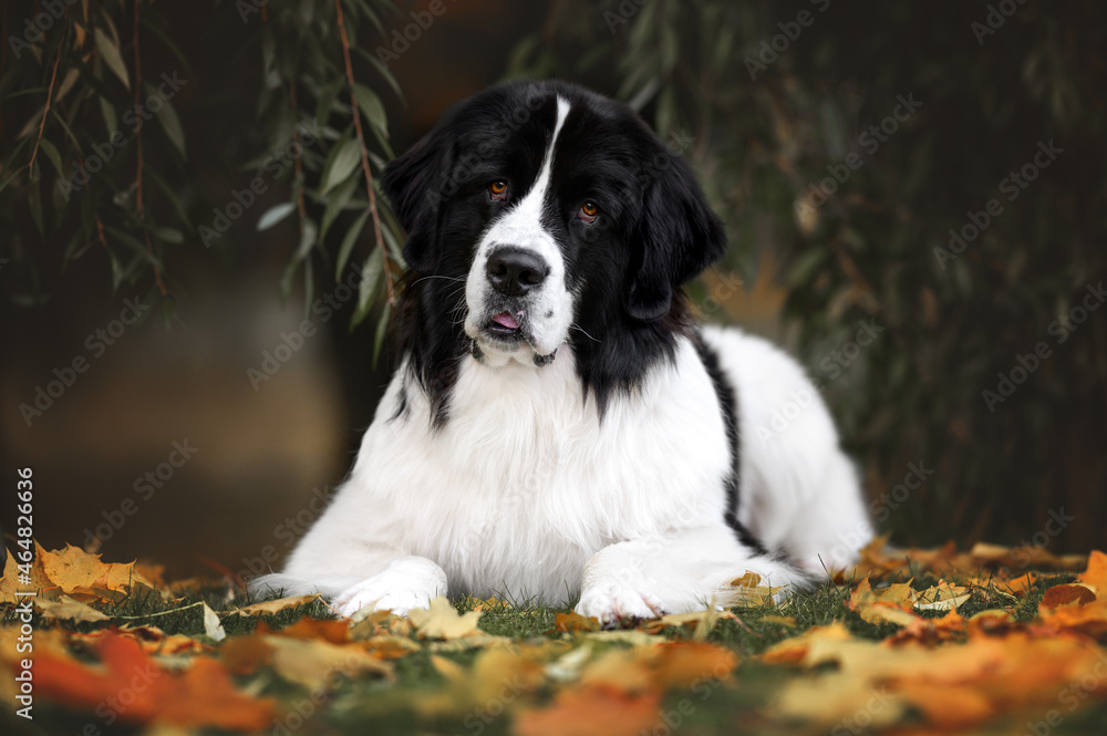 beautiful landseer dog lying down in the park in autumn