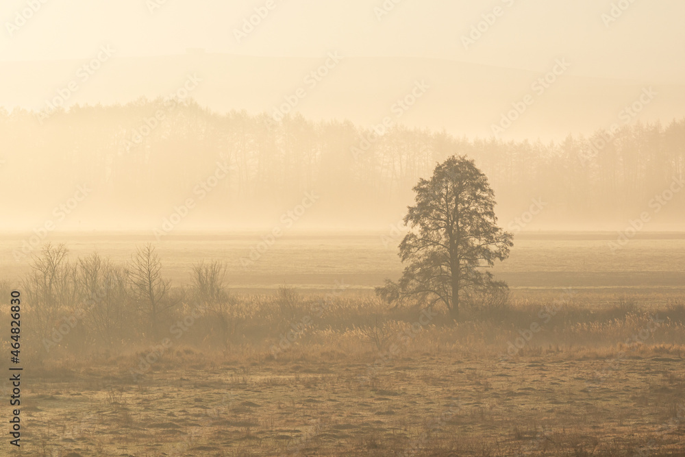 bare tree in a foggy field beautiful morning light. solitude morning mood autumn background