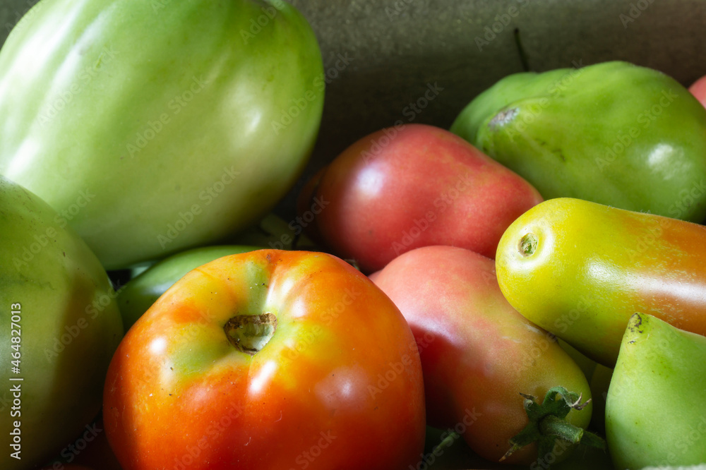 Red and green tomatoes close-up on a dark background Red and green tomatoes close-up on a dark background