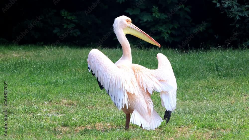 Pelican Pelecanus Onocrotalus on green meadow
Pelican Pelecanus Onocrotalus on green meadow