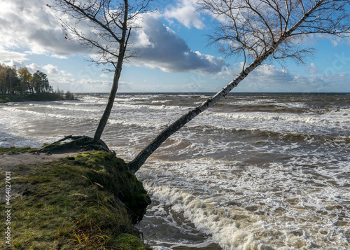 Seascape to the stormy Baltic Sea, waves and splashes of water, tree silhouettes on the shore, Veczemju cliffs, Salacgriva rural area, Latvia photo