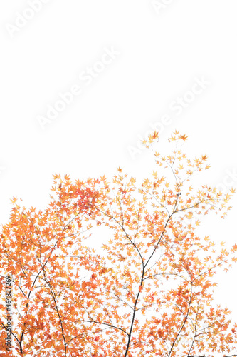 The branch of the maple tree with colorful leaves isolated on the white background