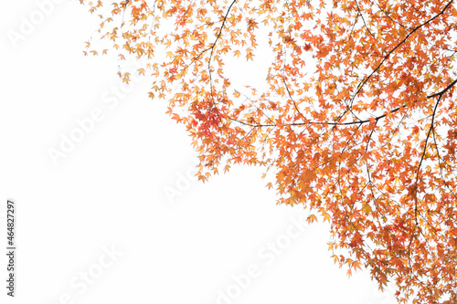 The branch of the maple tree with colorful leaves isolated on the white background