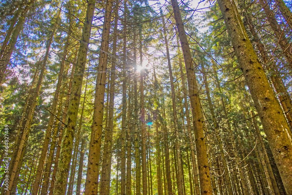 Waldspaziergang bei Sonnenschein