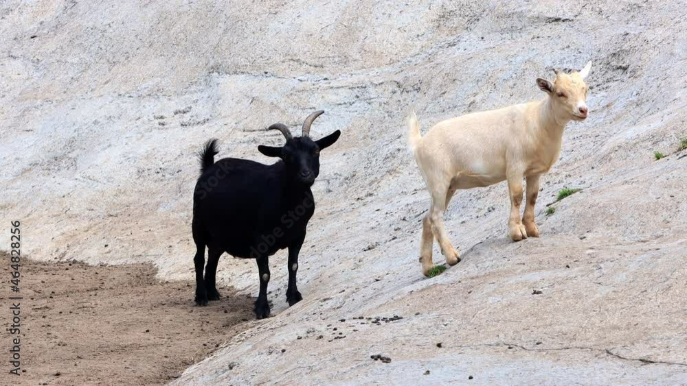 goats black and white standing on stone
goats black and white standing on stone