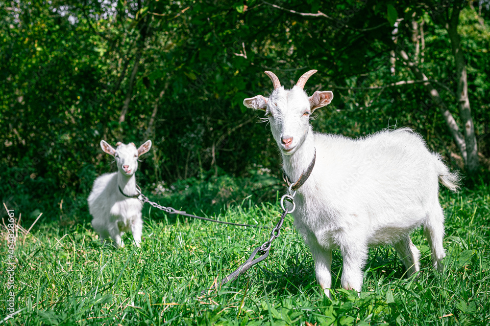 goats graze in the meadow. goat on a leash. goats on a leash. white kids graze on a green meadow. white goats. goats graze in the meadow. goat on a leash. goats on a leash. white kids graze on a green meadow. white goats.
