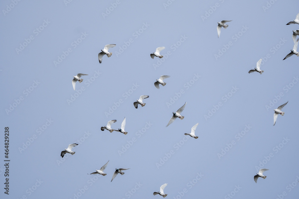 Stado białych gołębi latające po niebieskim niebie. gołębie, ptaki.  - obrazy, fototapety, plakaty 