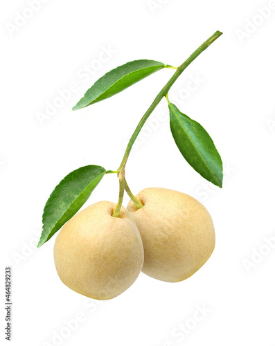 Yellow pear fruit on tree branch isolated on white background	