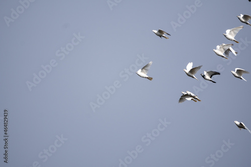 Stado białych gołębi latające po niebieskim niebie. gołębie, ptaki.  © Arkadiusz