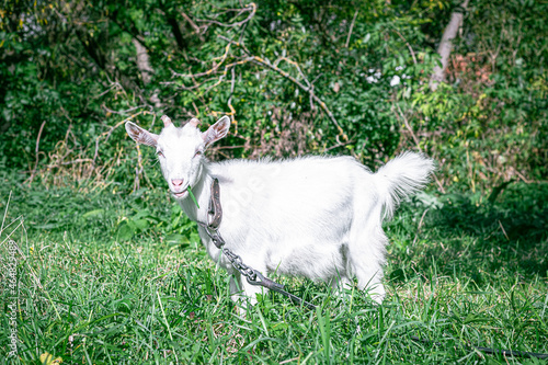 a goat grazes in a meadow. goat on a leash. goat on a leash. a little goat grazes on a green meadow