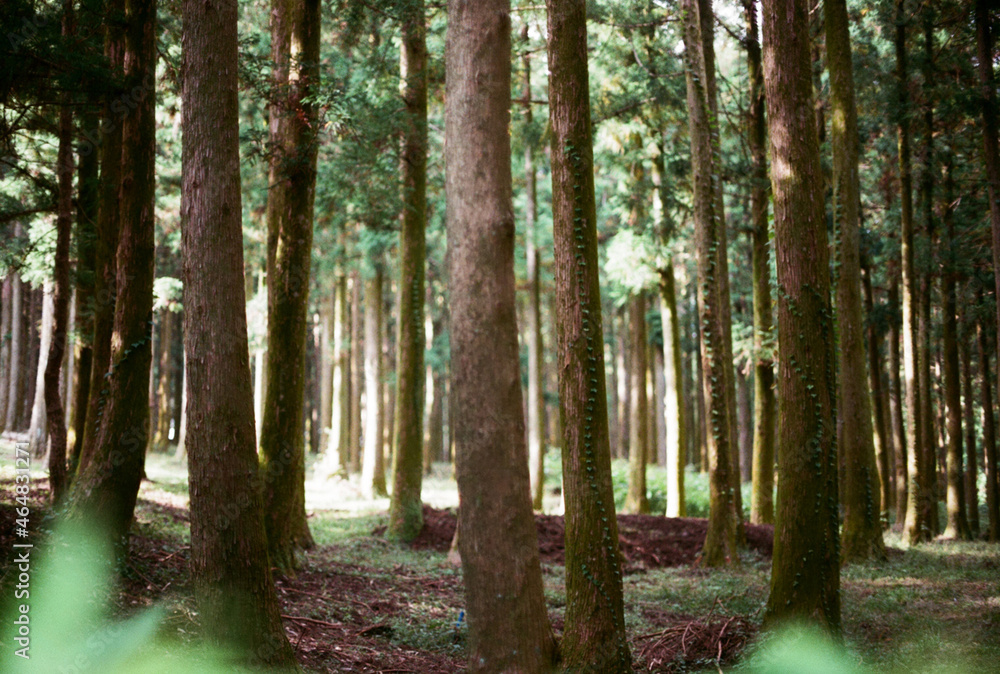 plants and tree in the forest