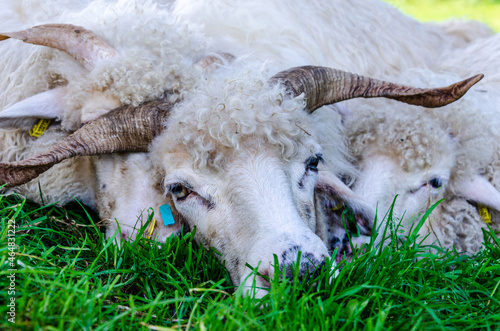 Group of sheep resting in the shade of a tree photo